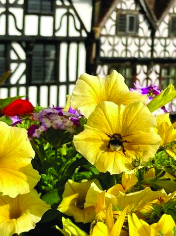 Stratford in Bloom Newsletter - Issue 3 Featured Image