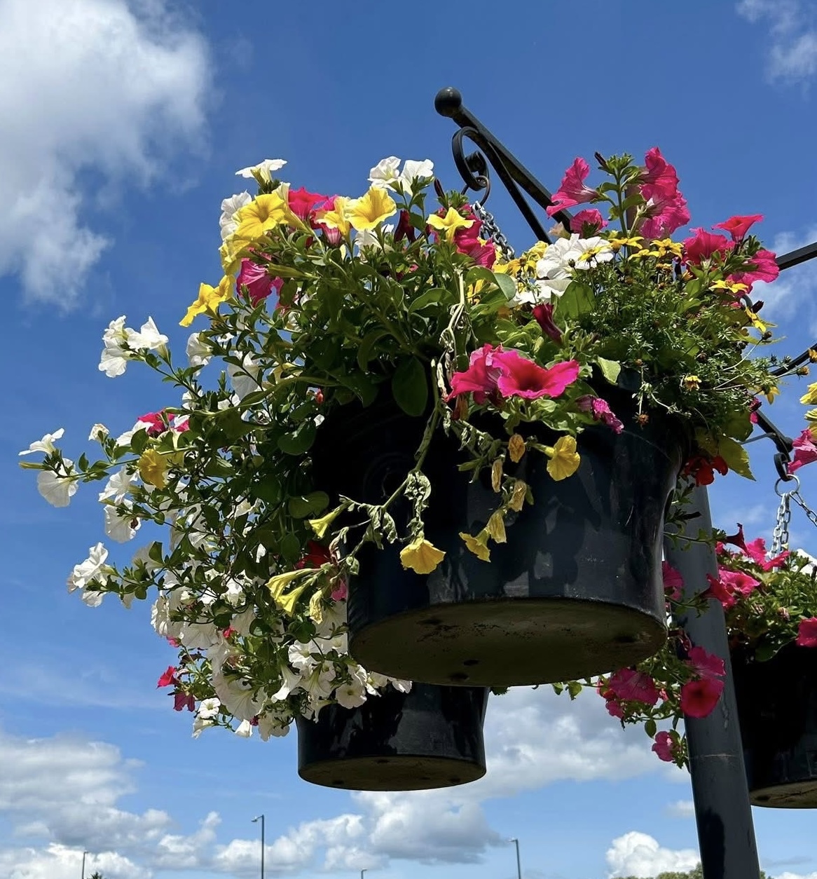 Stratford in Bloom Newsletter - Issue 2 Featured Image