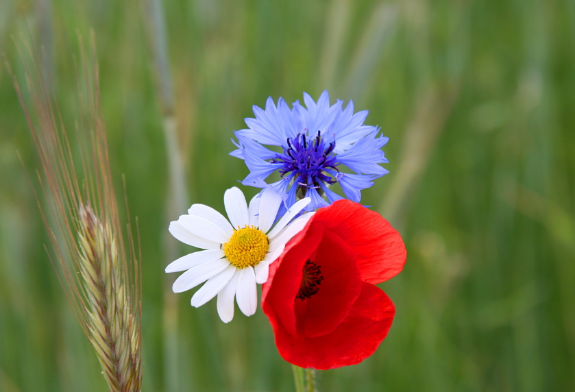 Get Planting - Red, White and Blue Featured Image